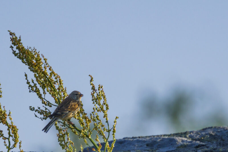 Linotte mélodieuse femelle